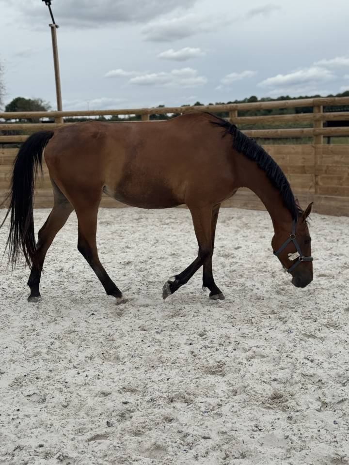 Yegua Silla Francés En venta 2022 Bayo por Stakkatol