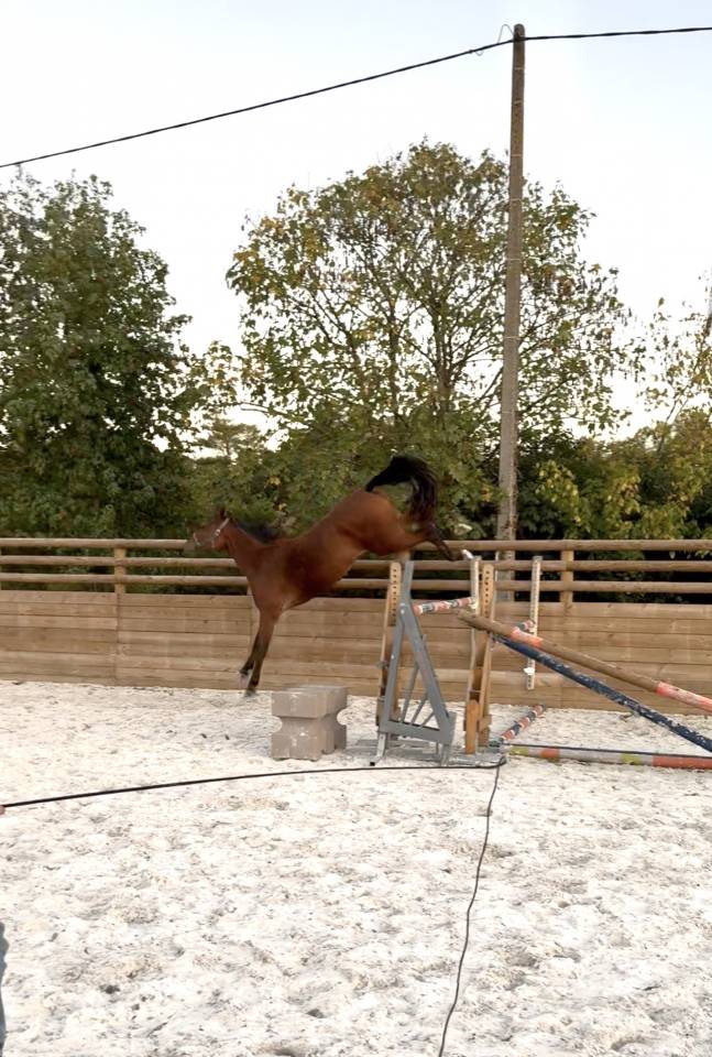 Yegua Silla Francés En venta 2022 Bayo por Stakkatol