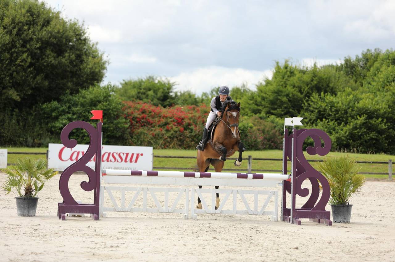 Yegua Pura Sangre En venta 2020 Bayo