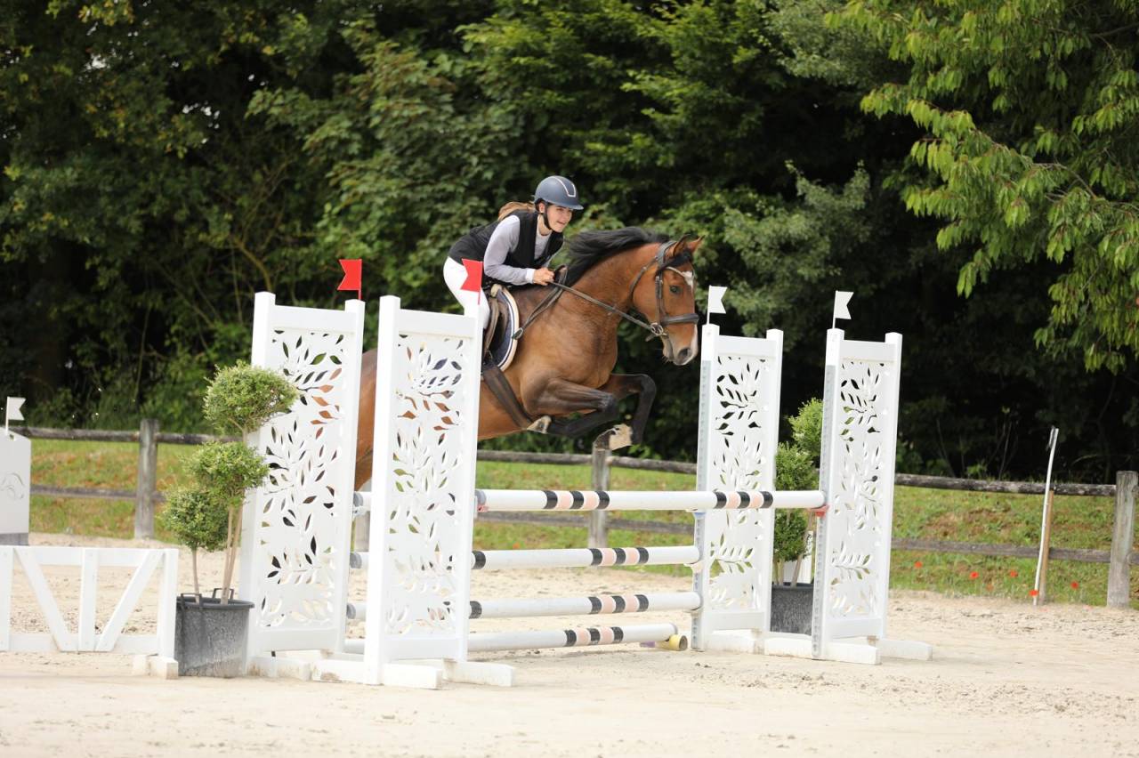 Yegua Pura Sangre En venta 2020 Bayo