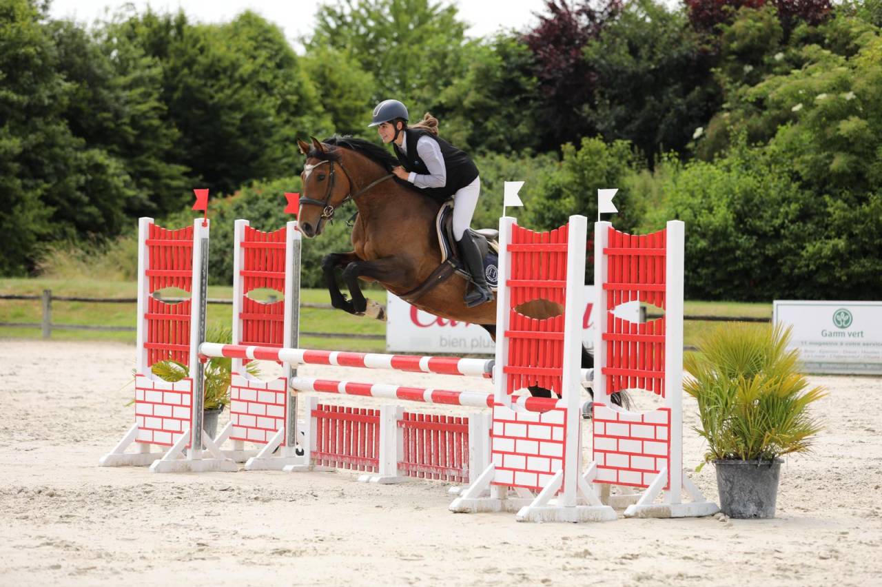 Yegua Pura Sangre En venta 2020 Bayo