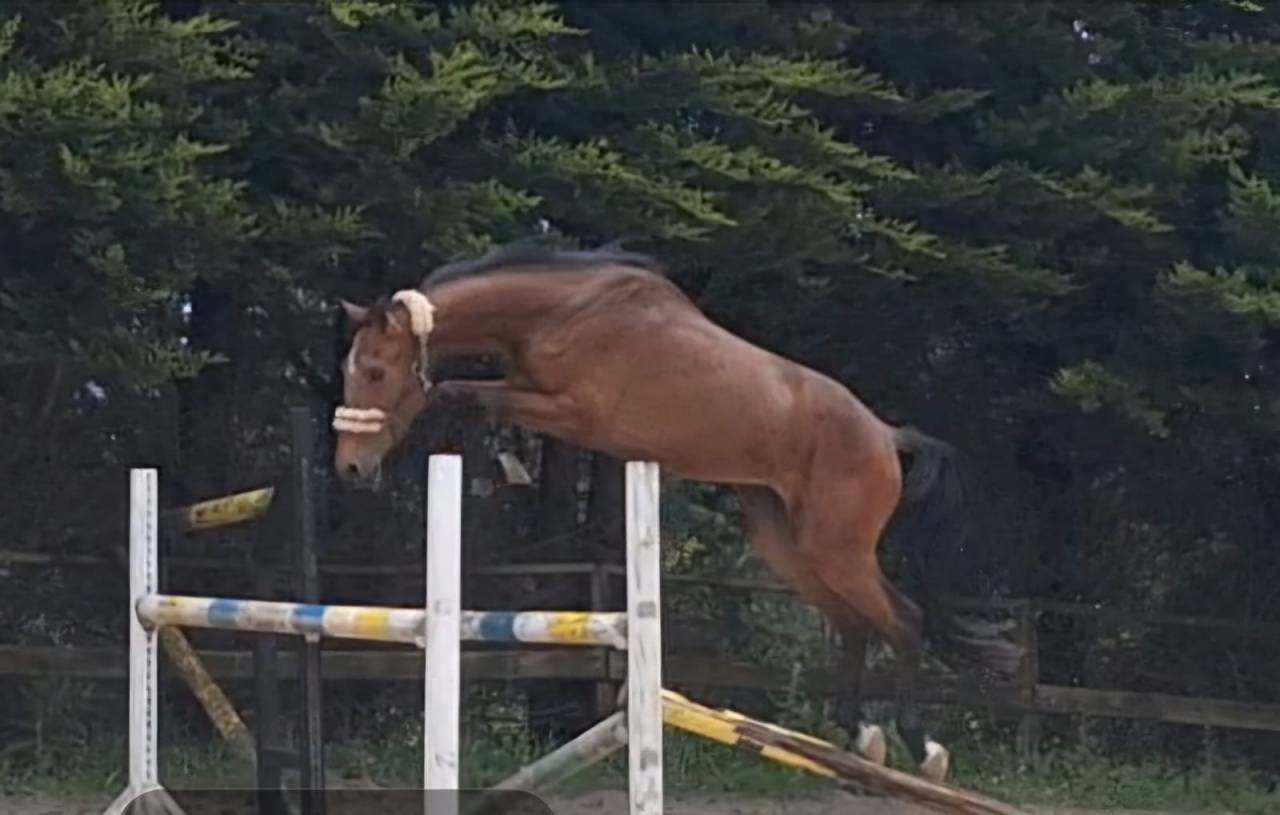  X Harley VDL de tres años y medio