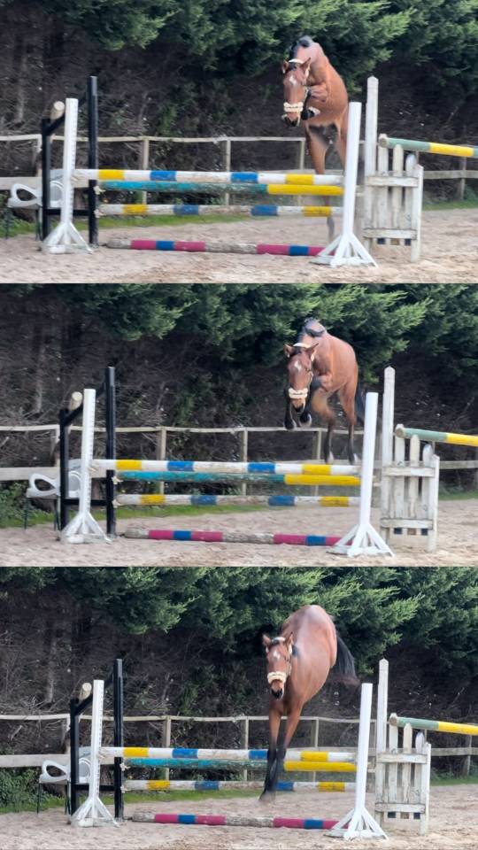  X Harley VDL de tres años y medio