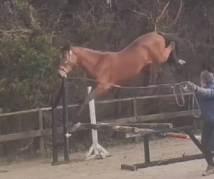  X Harley VDL 4 years old