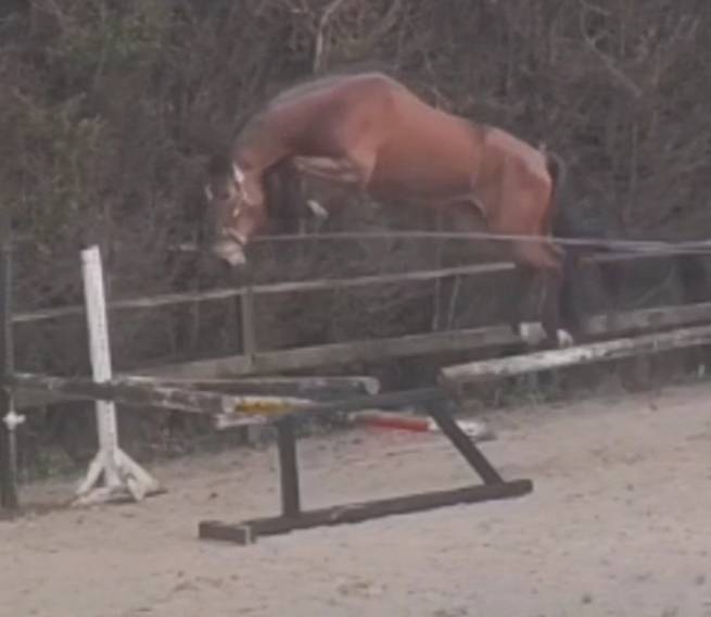  X Harley VDL 4 years old