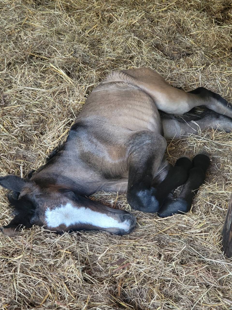 Potranca PRE Pura Raza Española En venta 2025 Bayo