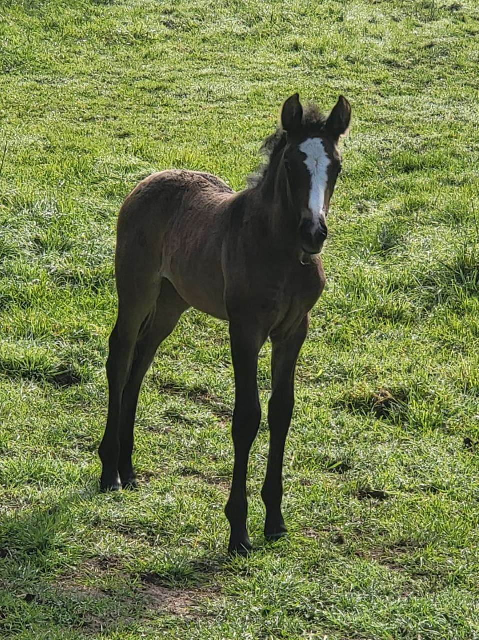 Potranca PRE Pura Raza Española En venta 2025 Bayo