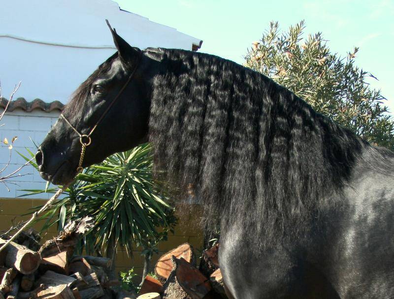 Potranca PRE Pura Raza Española En venta 2025 Bayo