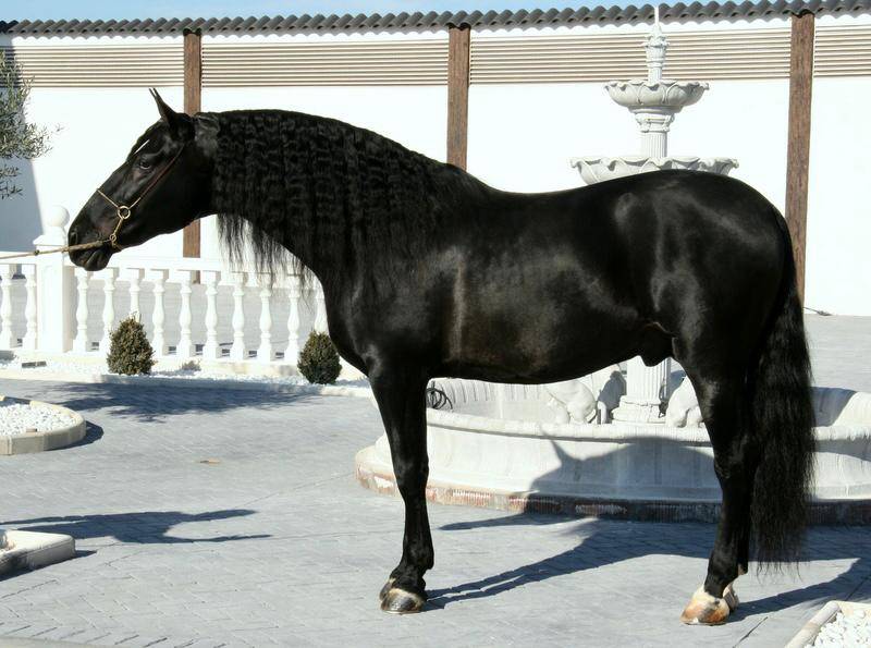 Potranca PRE Pura Raza Española En venta 2025 Bayo