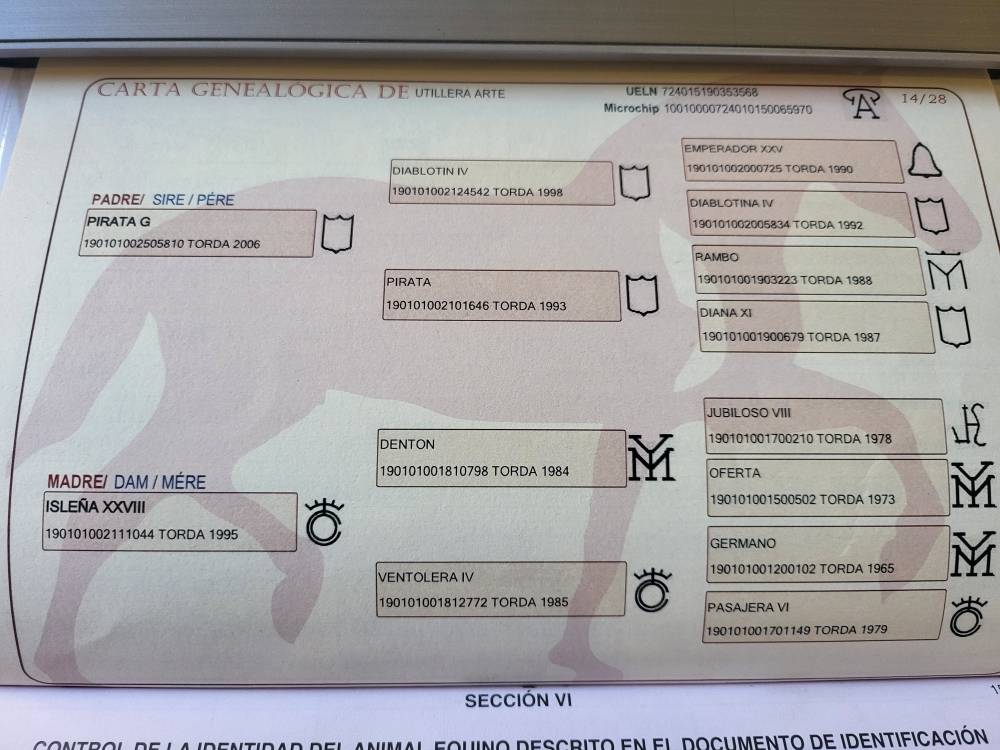 Potranca PRE Pura Raza Española En venta 2025 Bayo