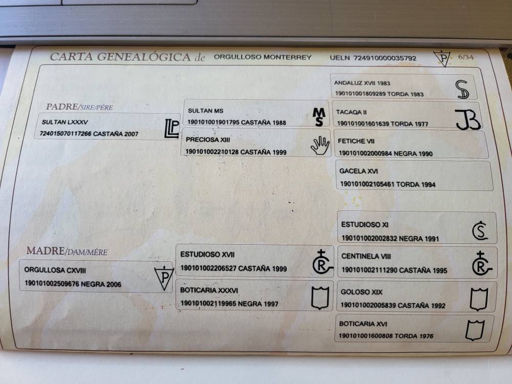 Potranca PRE Pura Raza Española En venta 2025 Bayo