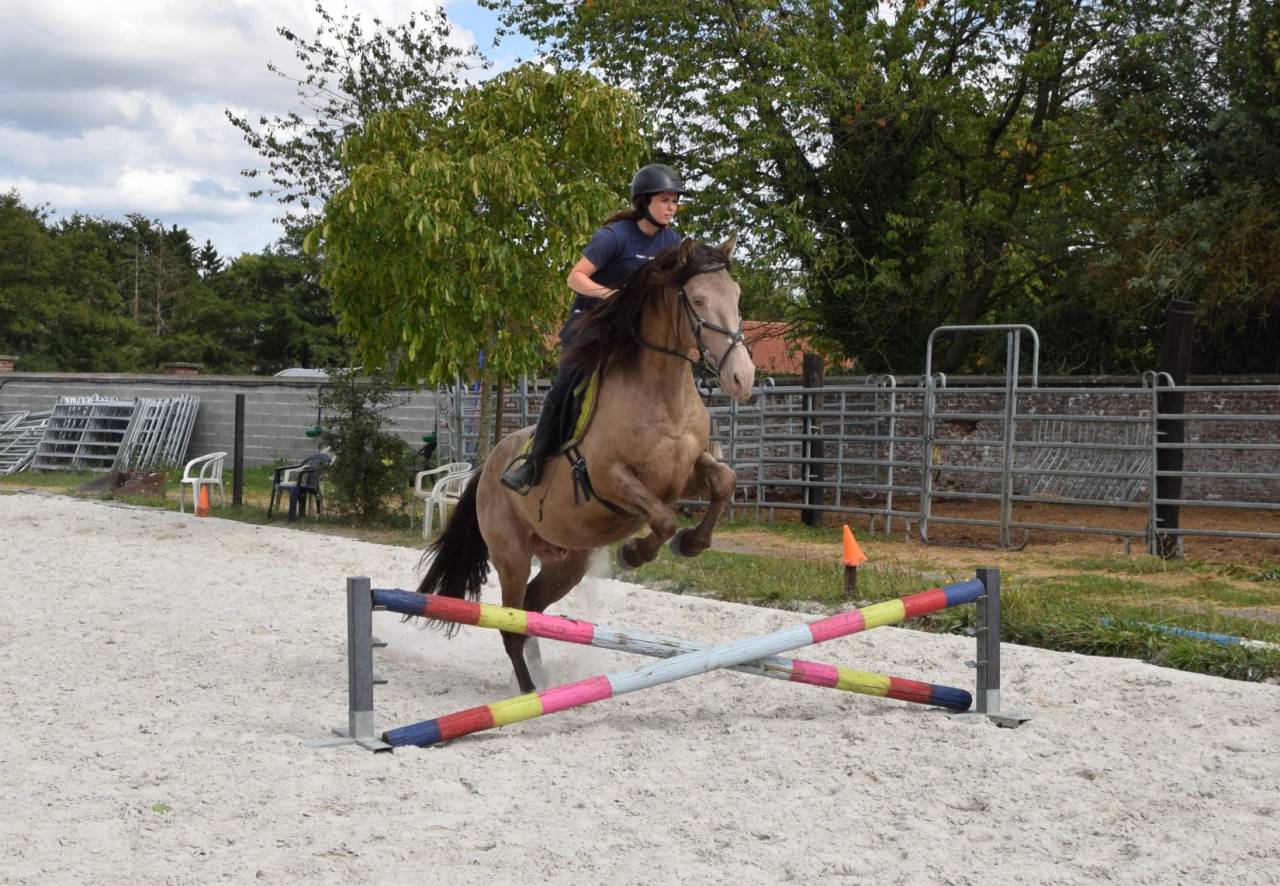 Semental Quarter Horse En venta 2016 Champagne