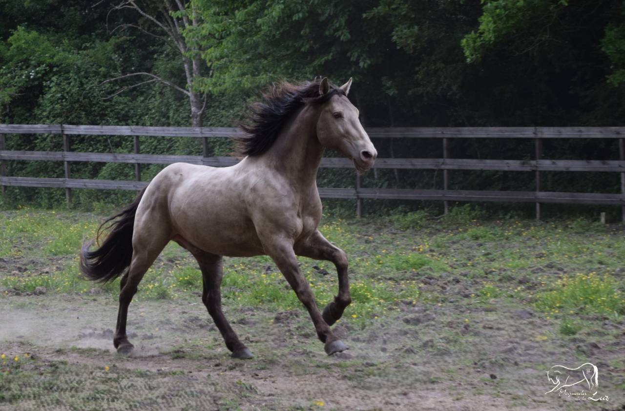 Semental Quarter Horse En venta 2016 Champagne