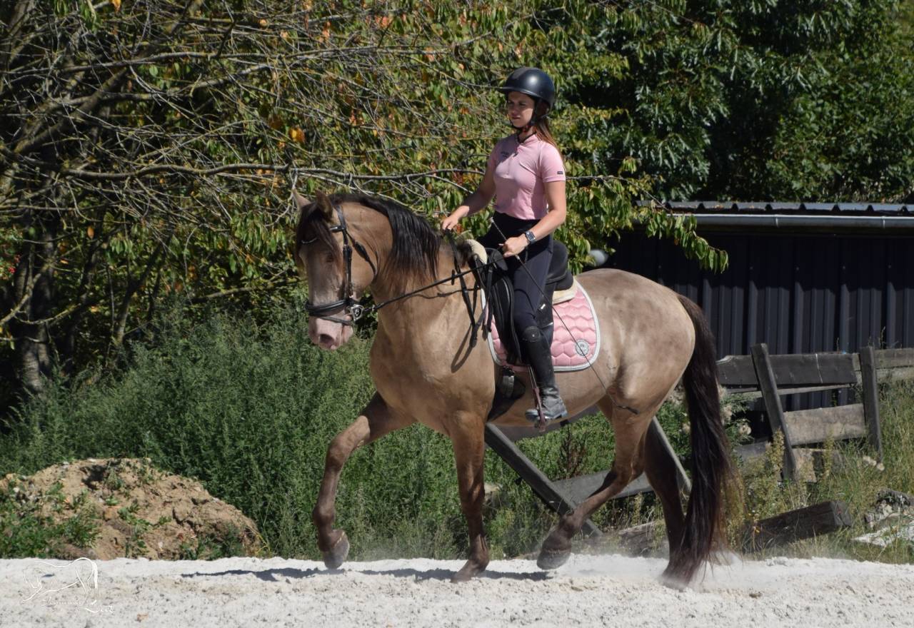 Semental Quarter Horse En venta 2016 Champagne