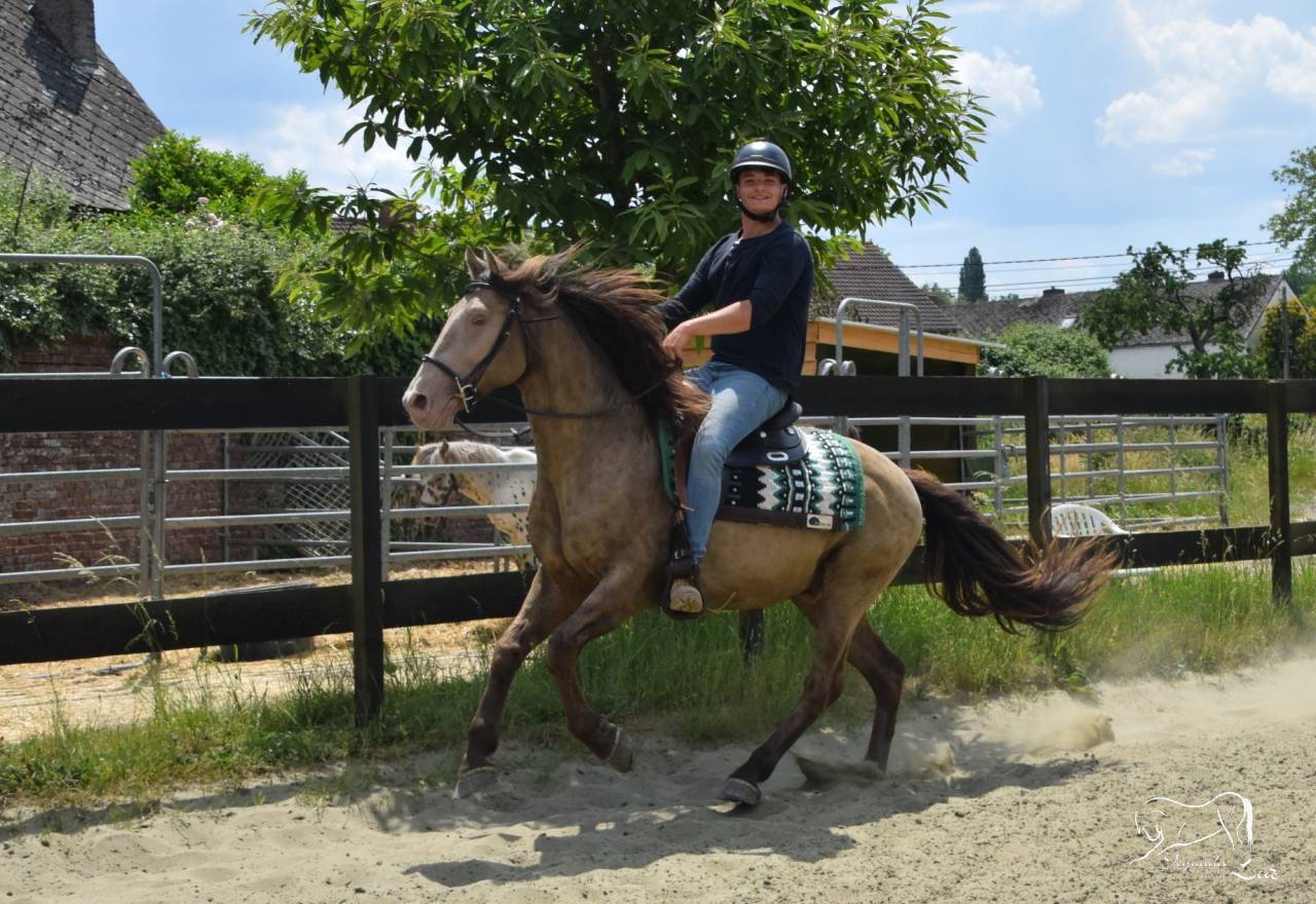 Semental Quarter Horse En venta 2016 Champagne