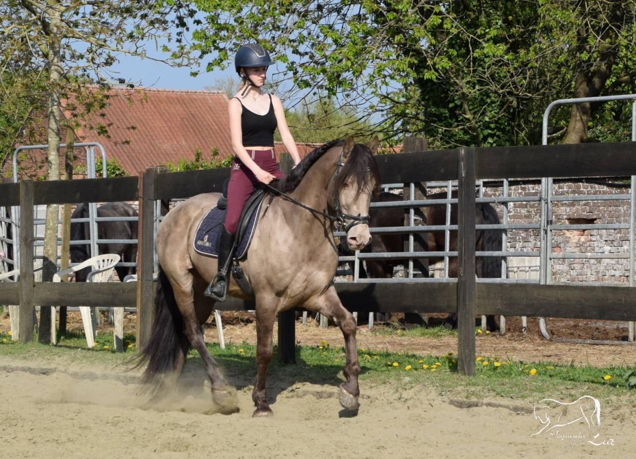 Semental Quarter Horse En venta 2016 Champagne