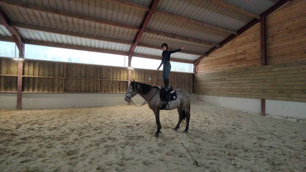 Semental Quarter Horse En venta 2016 Champagne