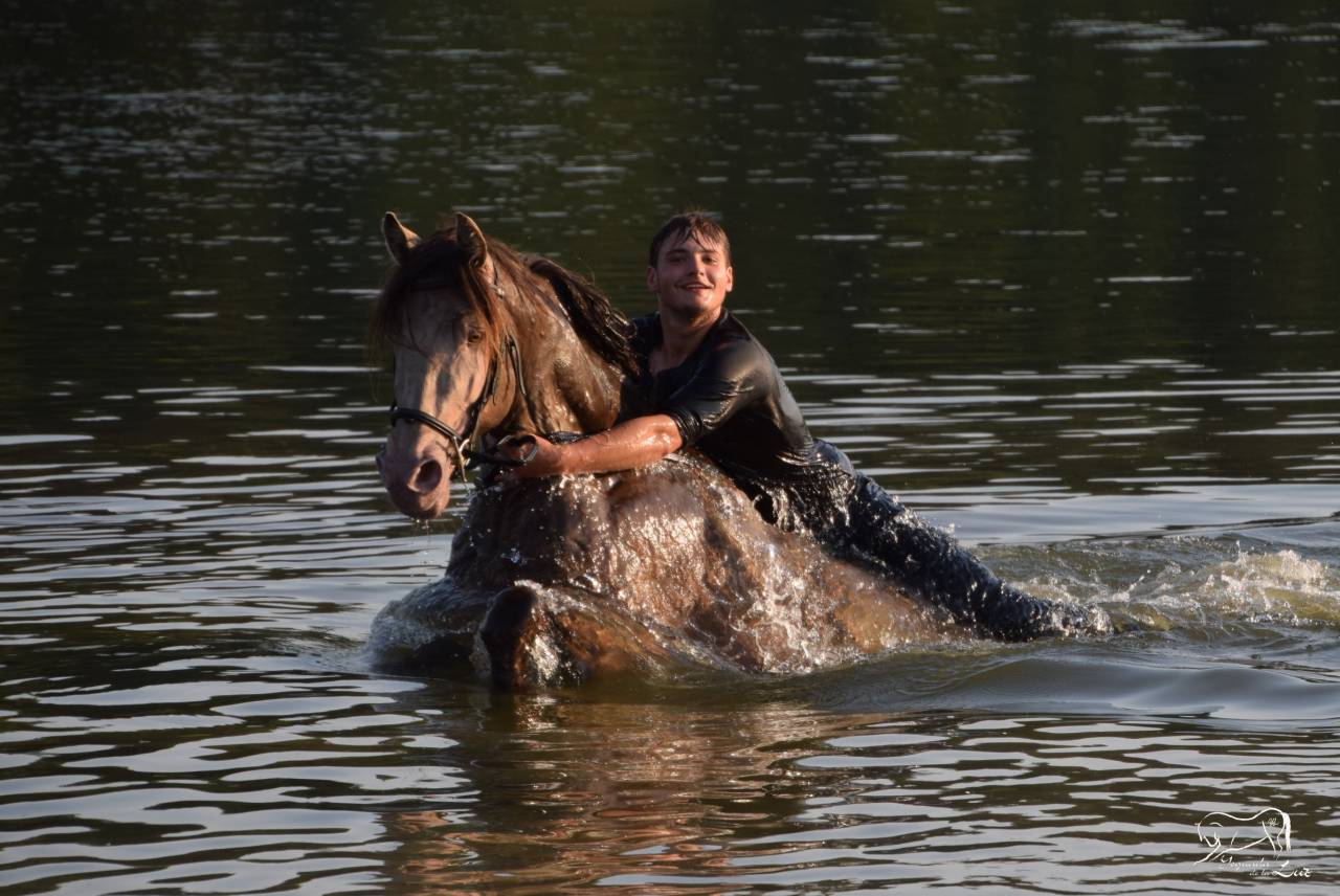 Semental Quarter Horse En venta 2016 Champagne