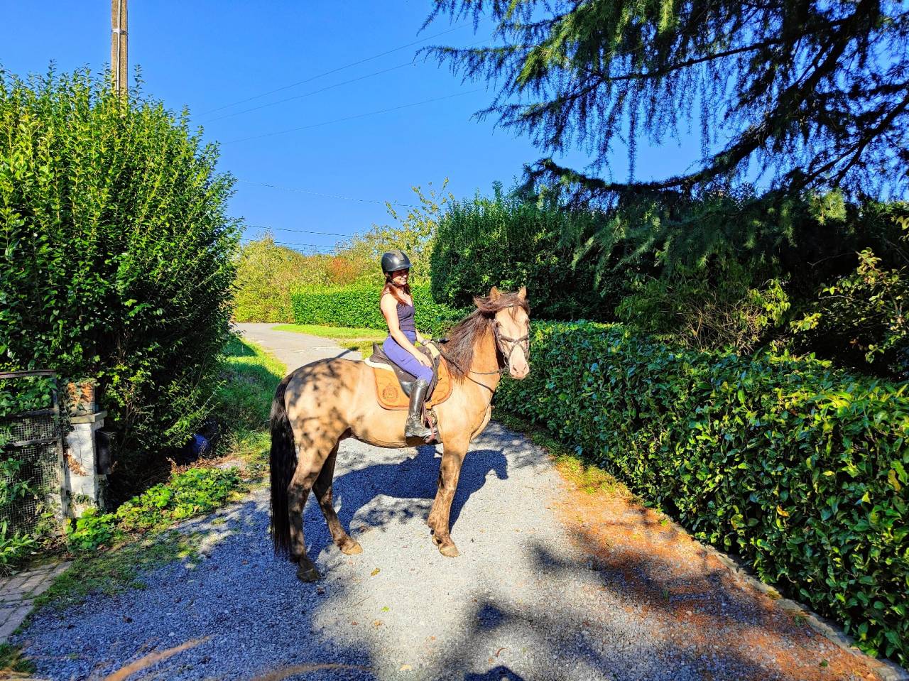 Semental Quarter Horse En venta 2016 Champagne