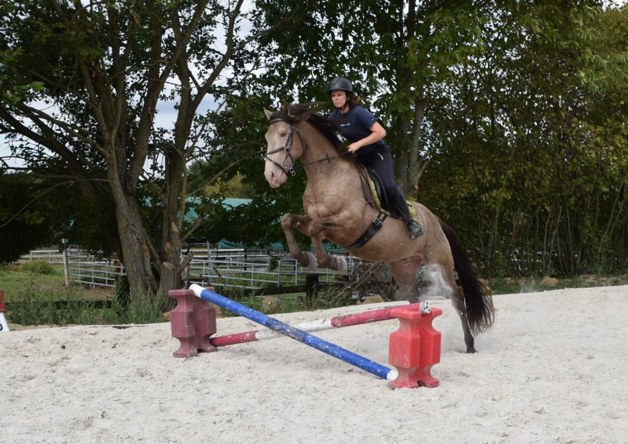 Semental Quarter Horse En venta 2016 Champagne