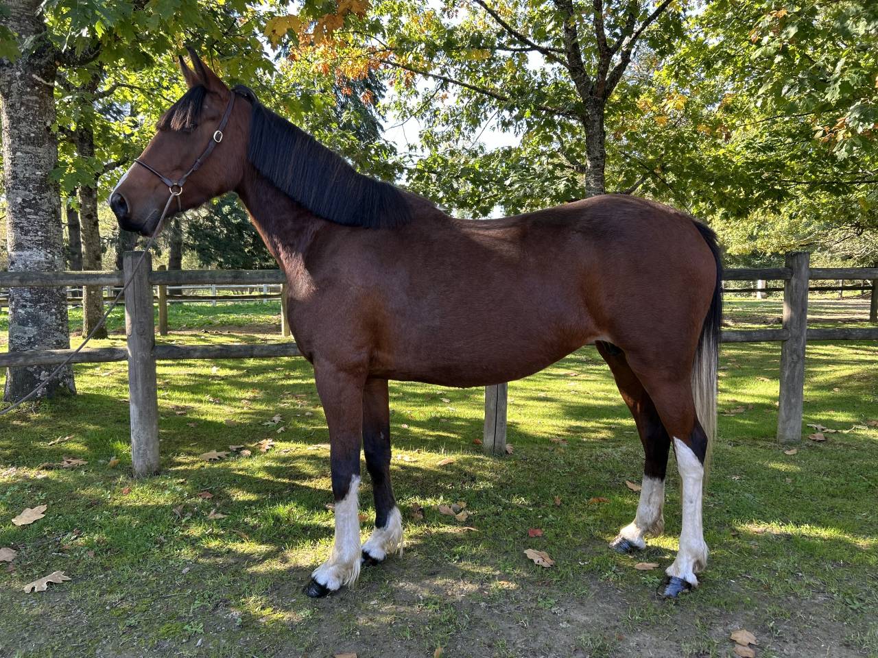 Yegua Origen No Constatado En venta 2018 Pío