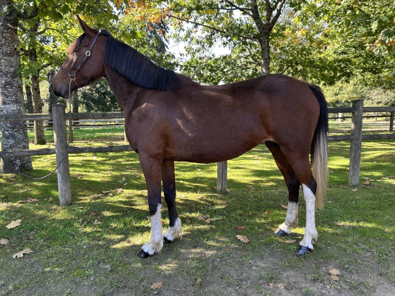 Yegua Origen No Constatado En venta 2018 Pío