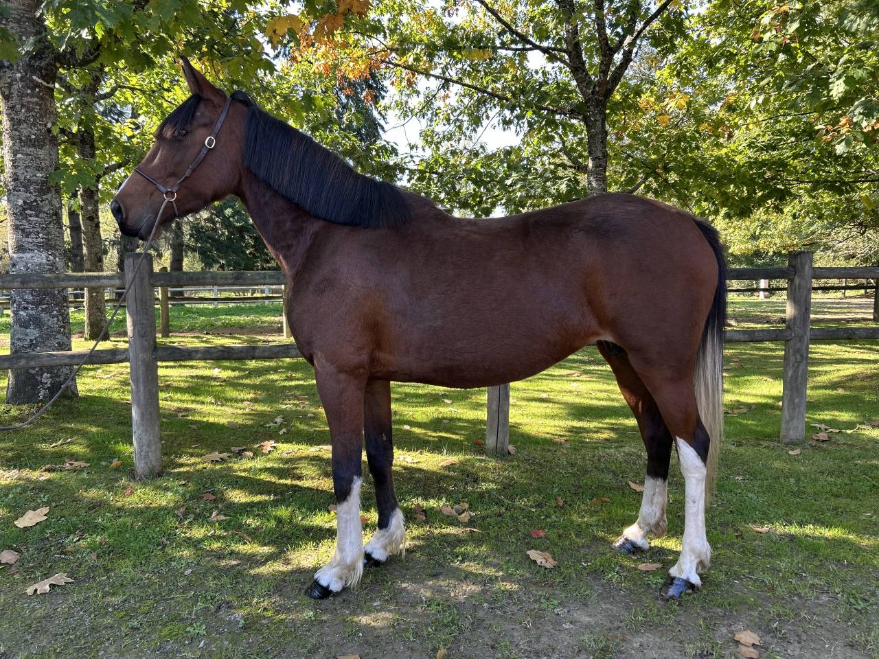 Yegua Origen No Constatado En venta 2018 Pío