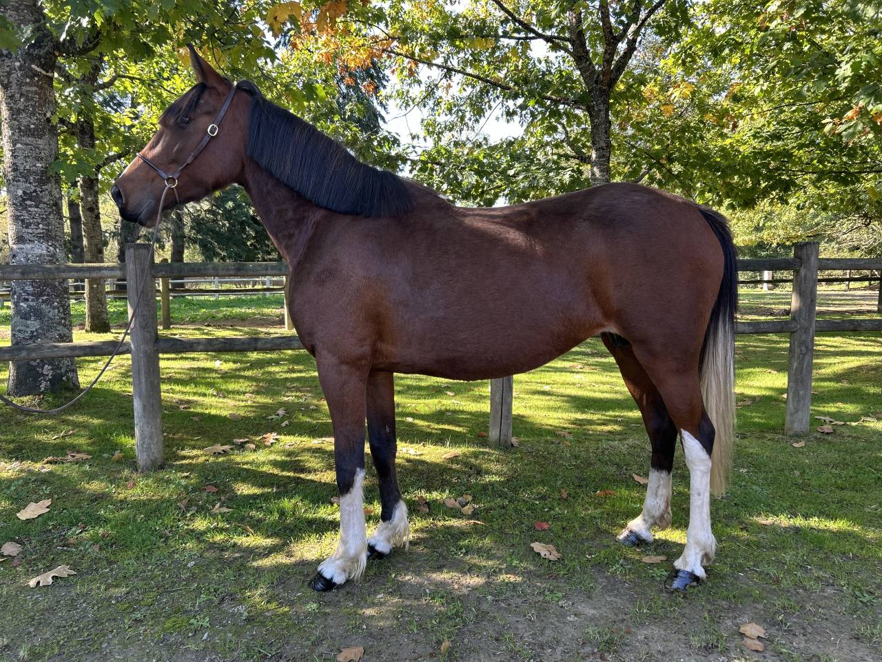 Yegua Origen No Constatado En venta 2018 Pío