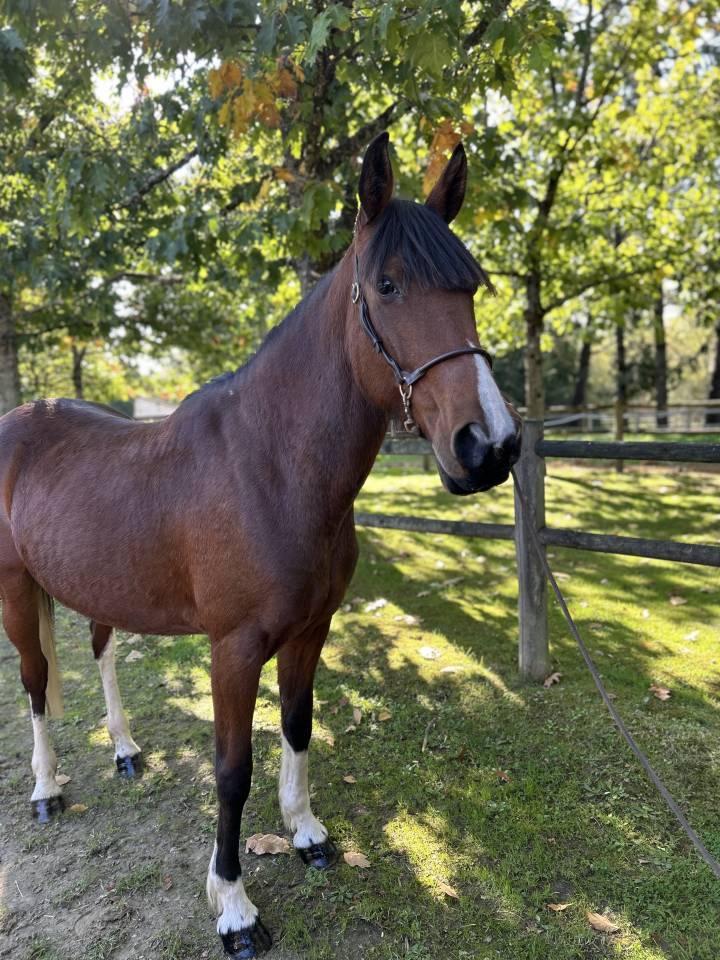 Yegua Origen No Constatado En venta 2018 Pío