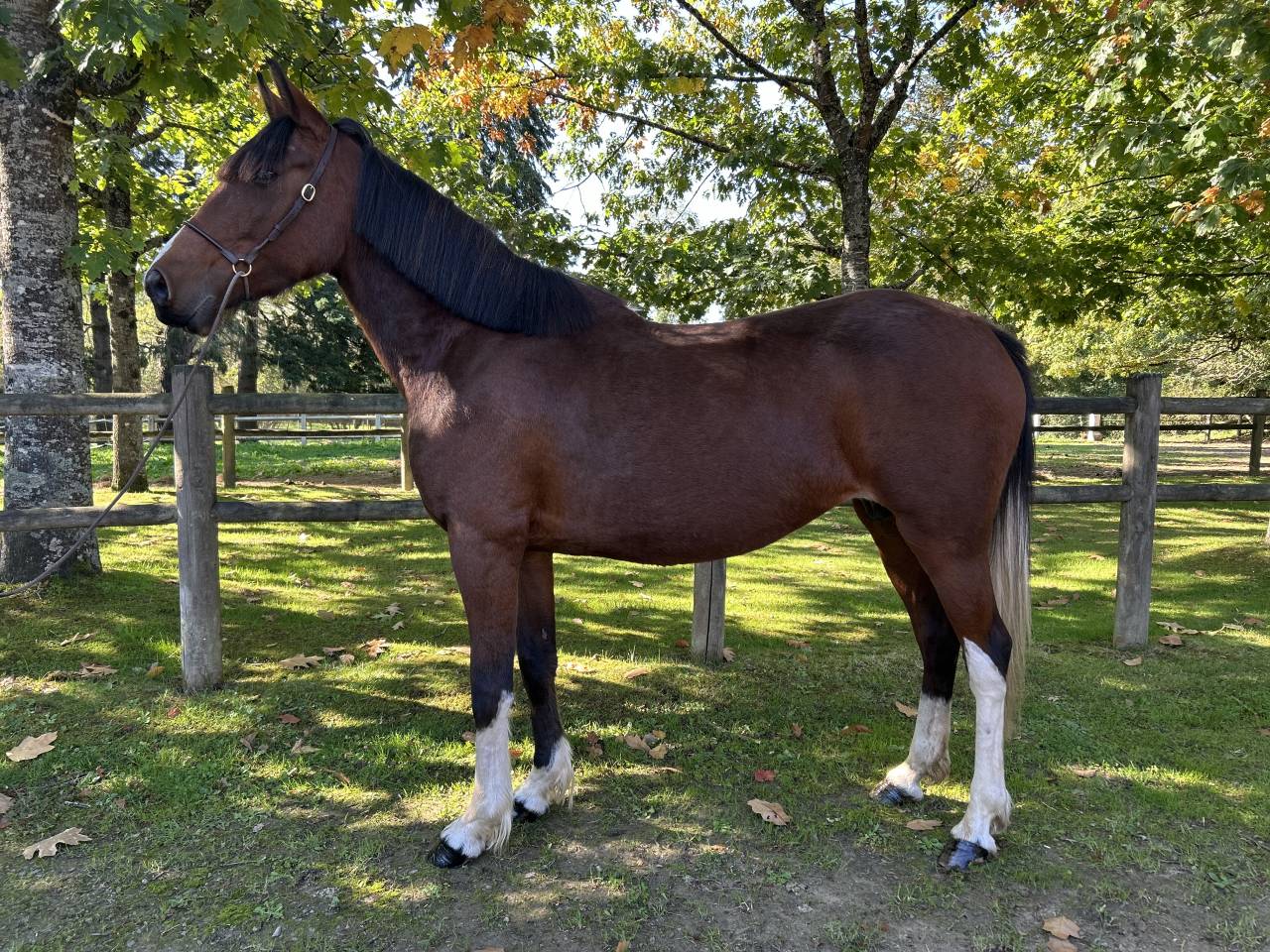 Yegua Origen No Constatado En venta 2018 Pío