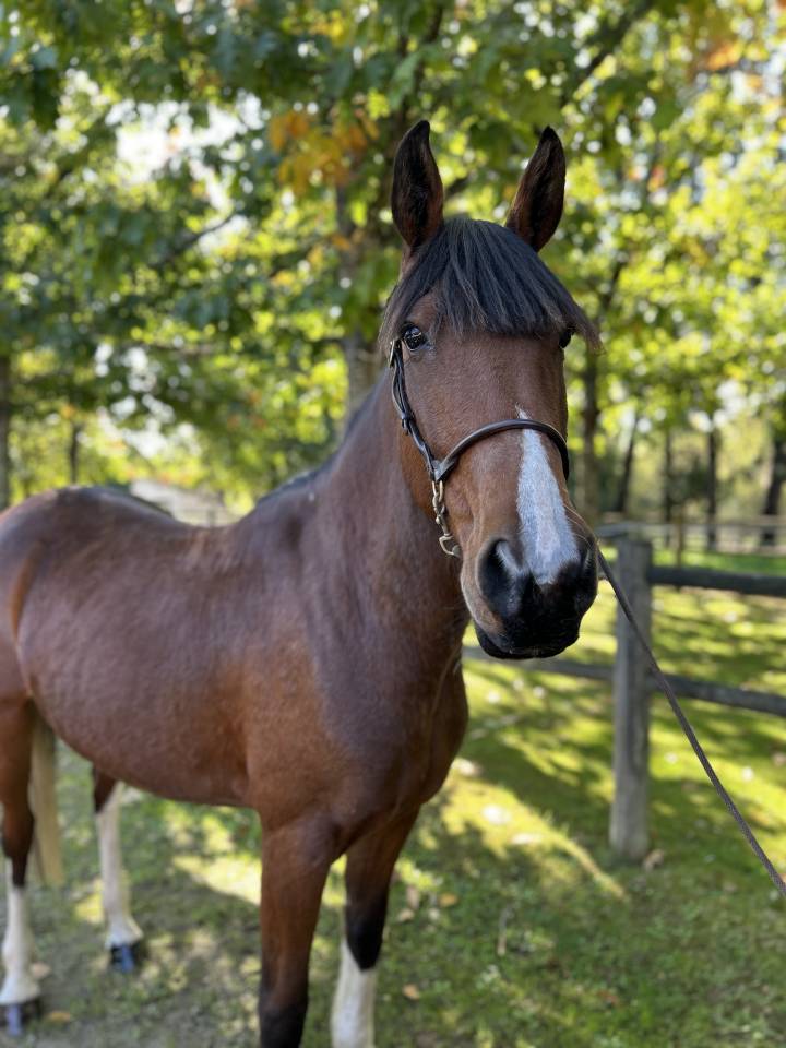 Yegua Origen No Constatado En venta 2018 Pío