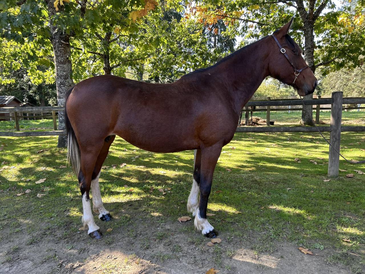 Yegua Origen No Constatado En venta 2018 Pío