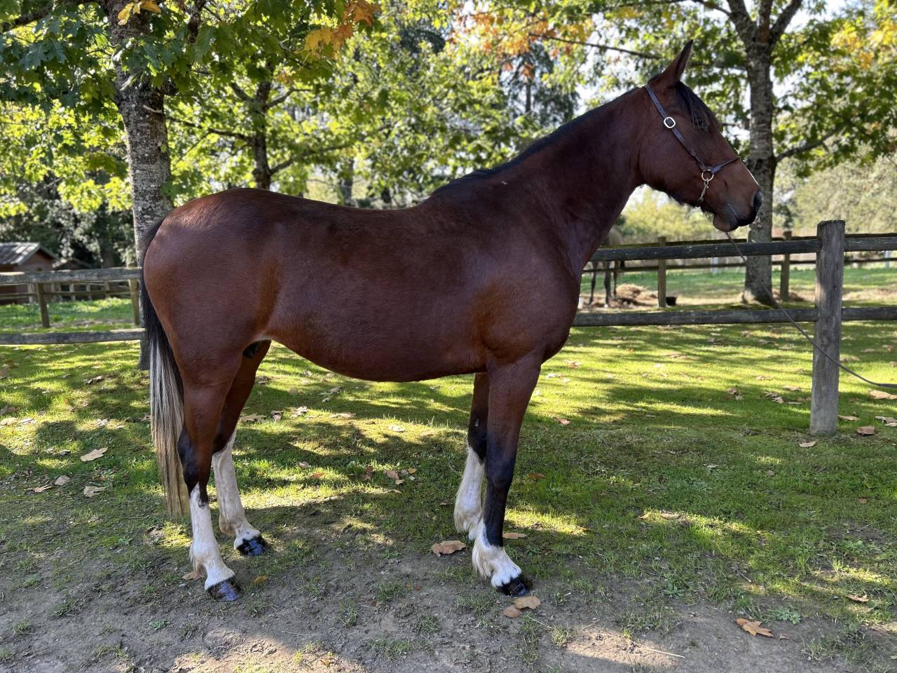 Yegua Origen No Constatado En venta 2018 Pío