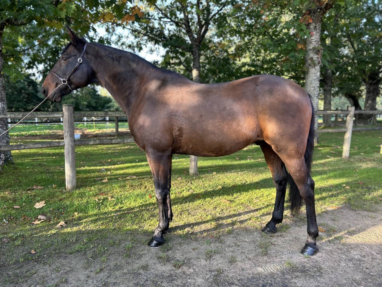 Caballo castrado Lusitano En venta 2009 Bayo moreno