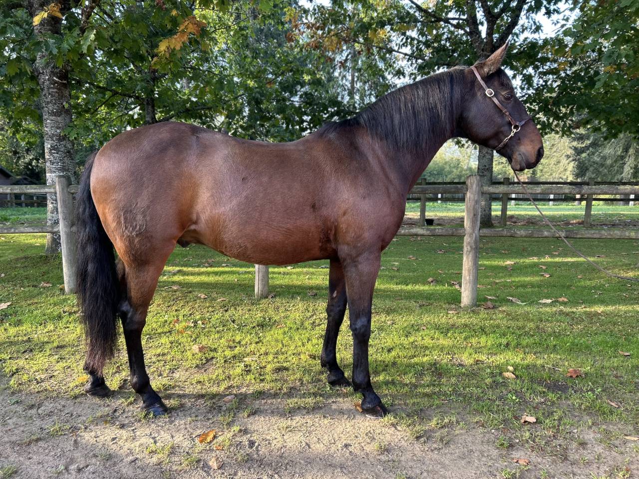 Caballo castrado Lusitano En venta 2009 Bayo moreno