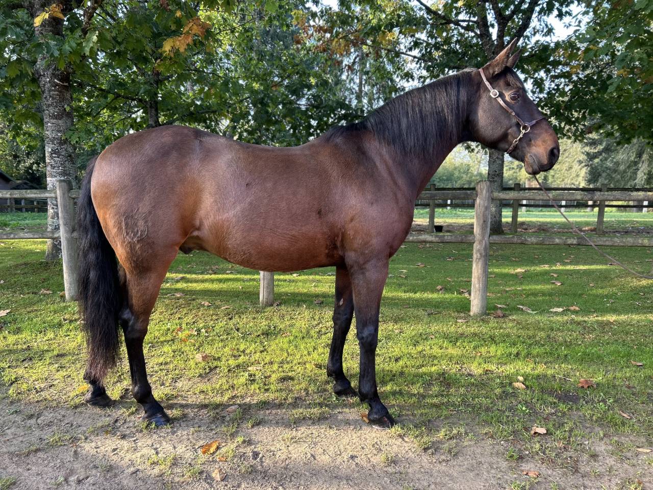 Caballo castrado Lusitano En venta 2009 Bayo moreno