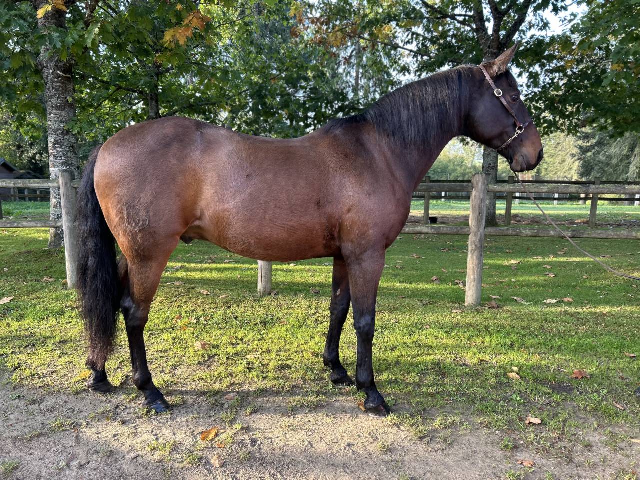 Caballo castrado Lusitano En venta 2009 Bayo moreno