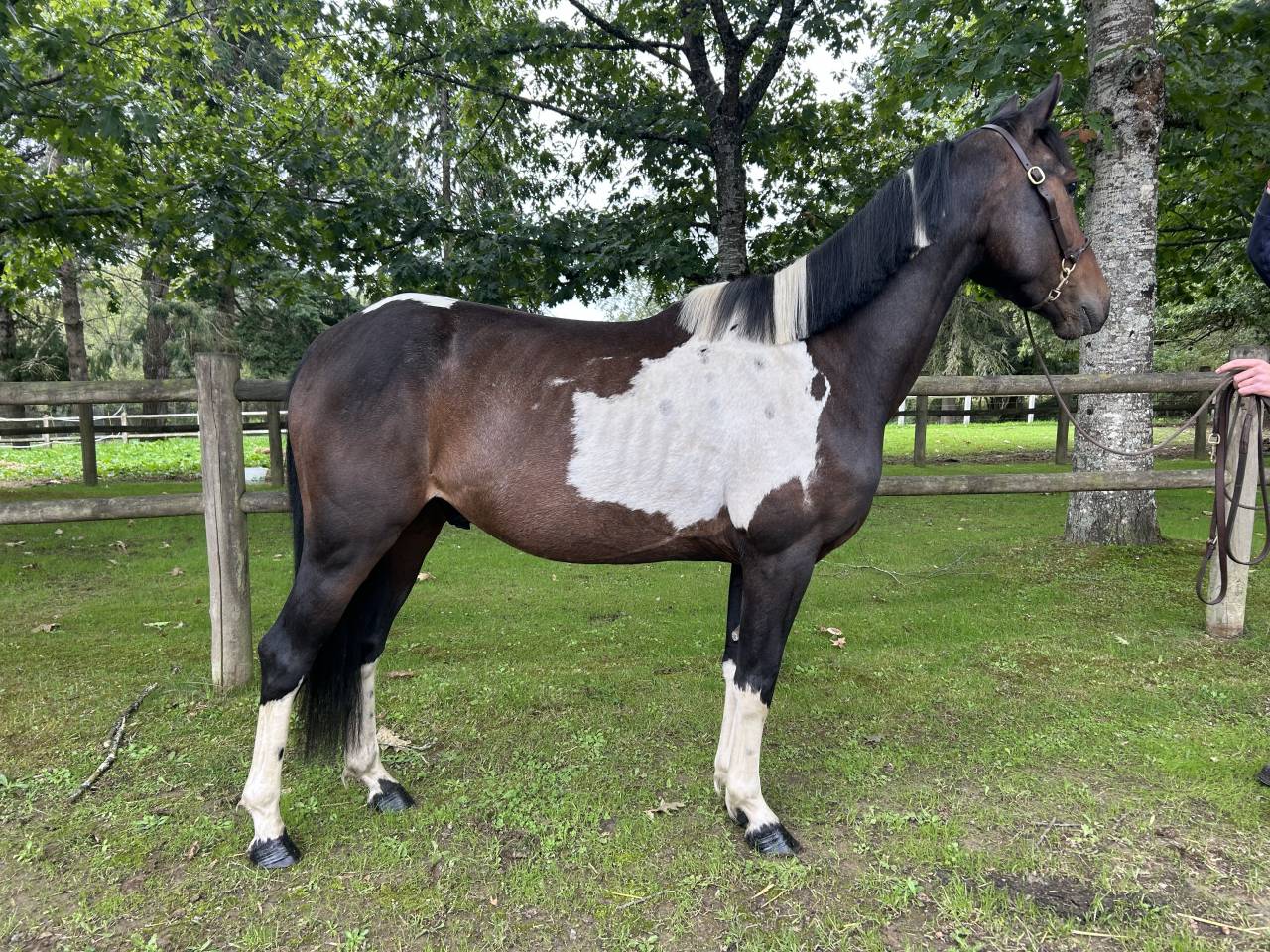 Caballo castrado Origen No Constatado En venta 2022 Pío