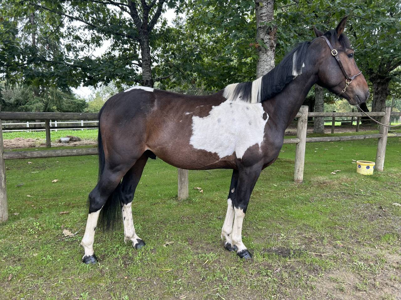 Caballo castrado Origen No Constatado En venta 2022 Pío