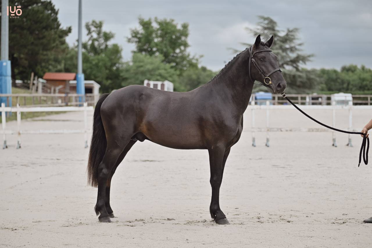 Caballo entero Origine Constatée En venta 2023 Negro