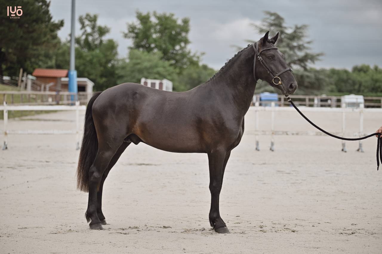 Caballo entero Origine Constatée En venta 2023 Negro