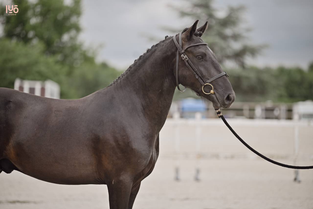 Caballo entero Origine Constatée En venta 2023 Negro