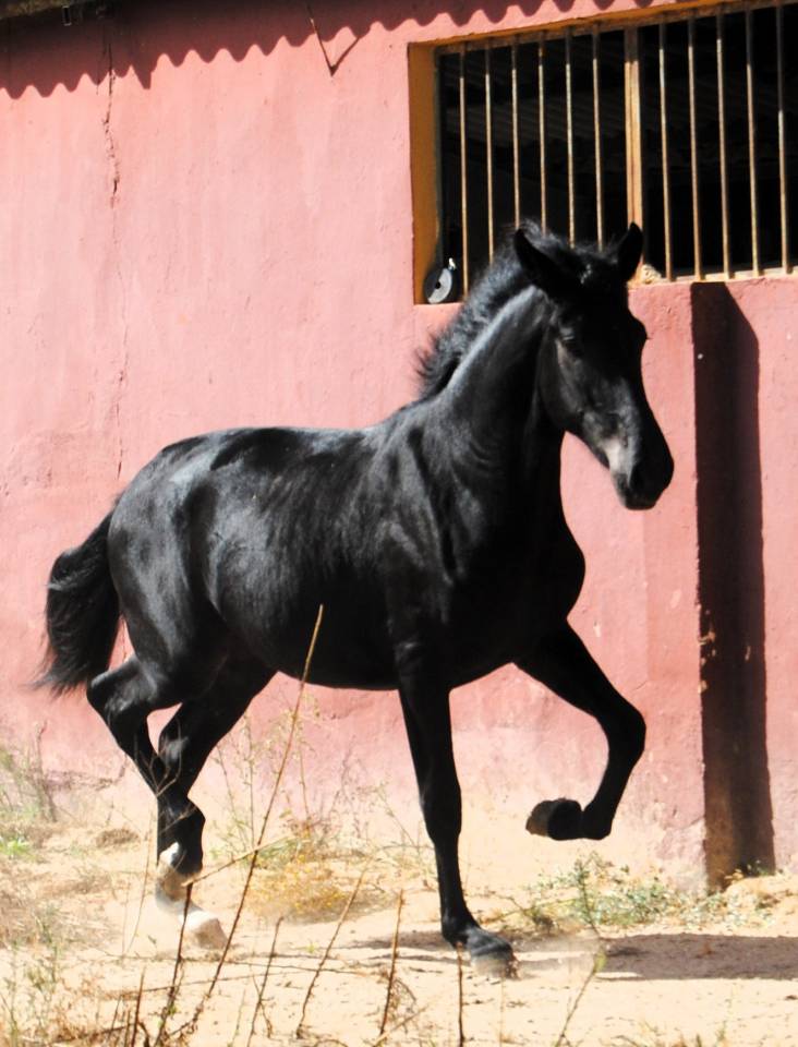 POTRO NEGRO PRE