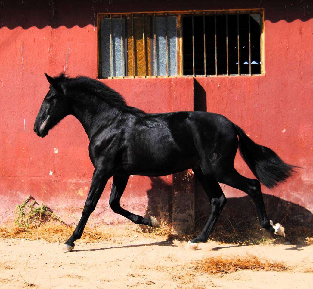POTRO NEGRO PRE