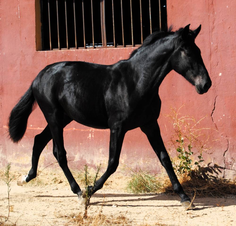 POTRO NEGRO PRE