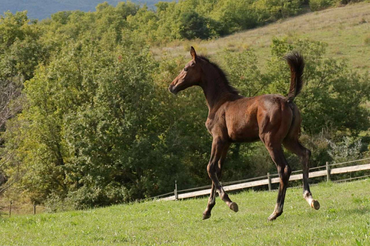 Potranca Silla Francés En venta 2025 Bayo