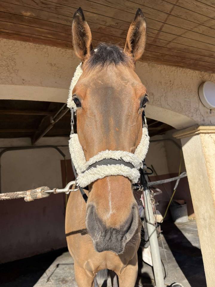 Yegua Silla Francés En venta 2012 Bayo por EPSOM GESMERAY