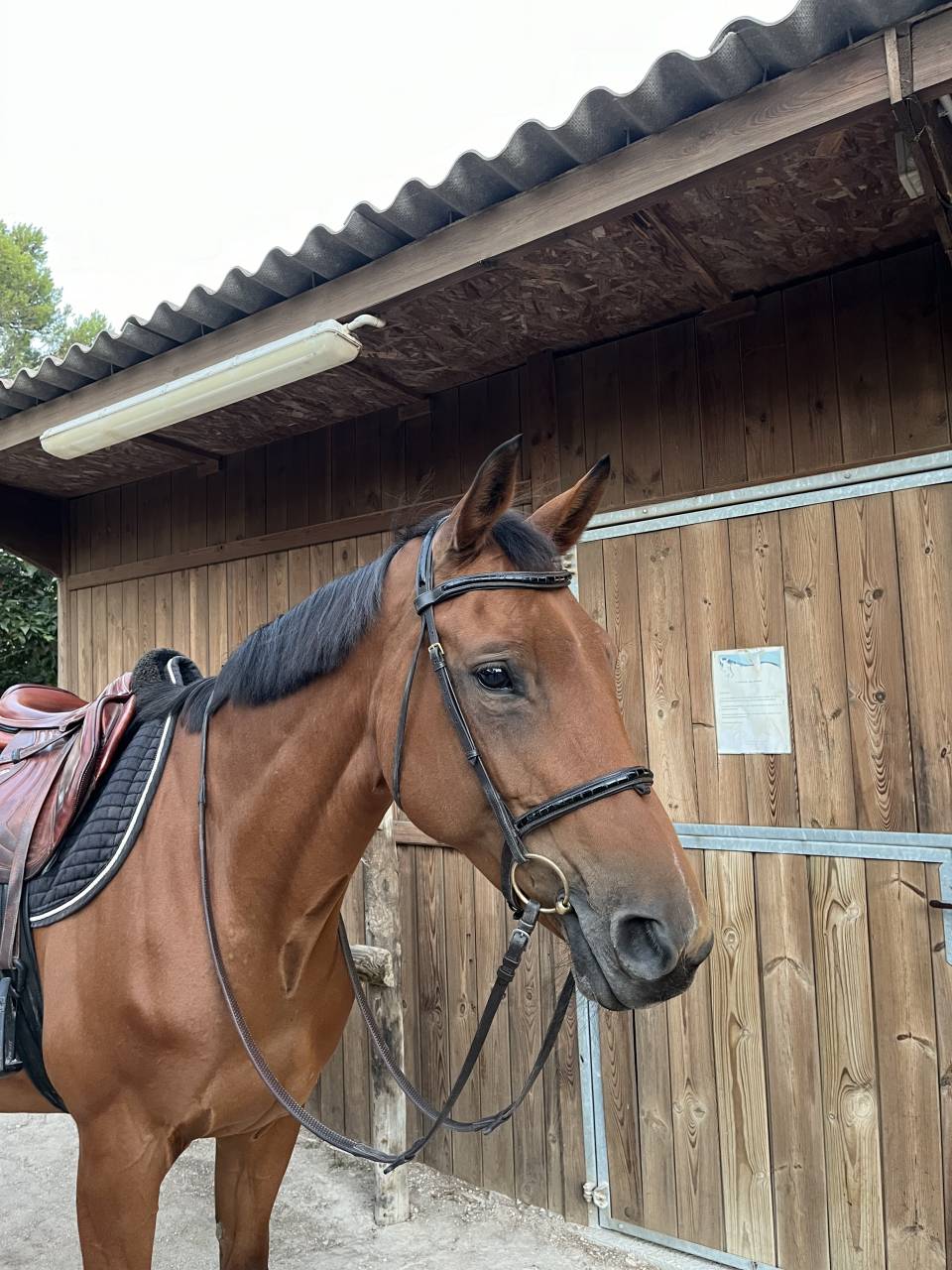 Yegua Silla Francés En venta 2012 Bayo por EPSOM GESMERAY