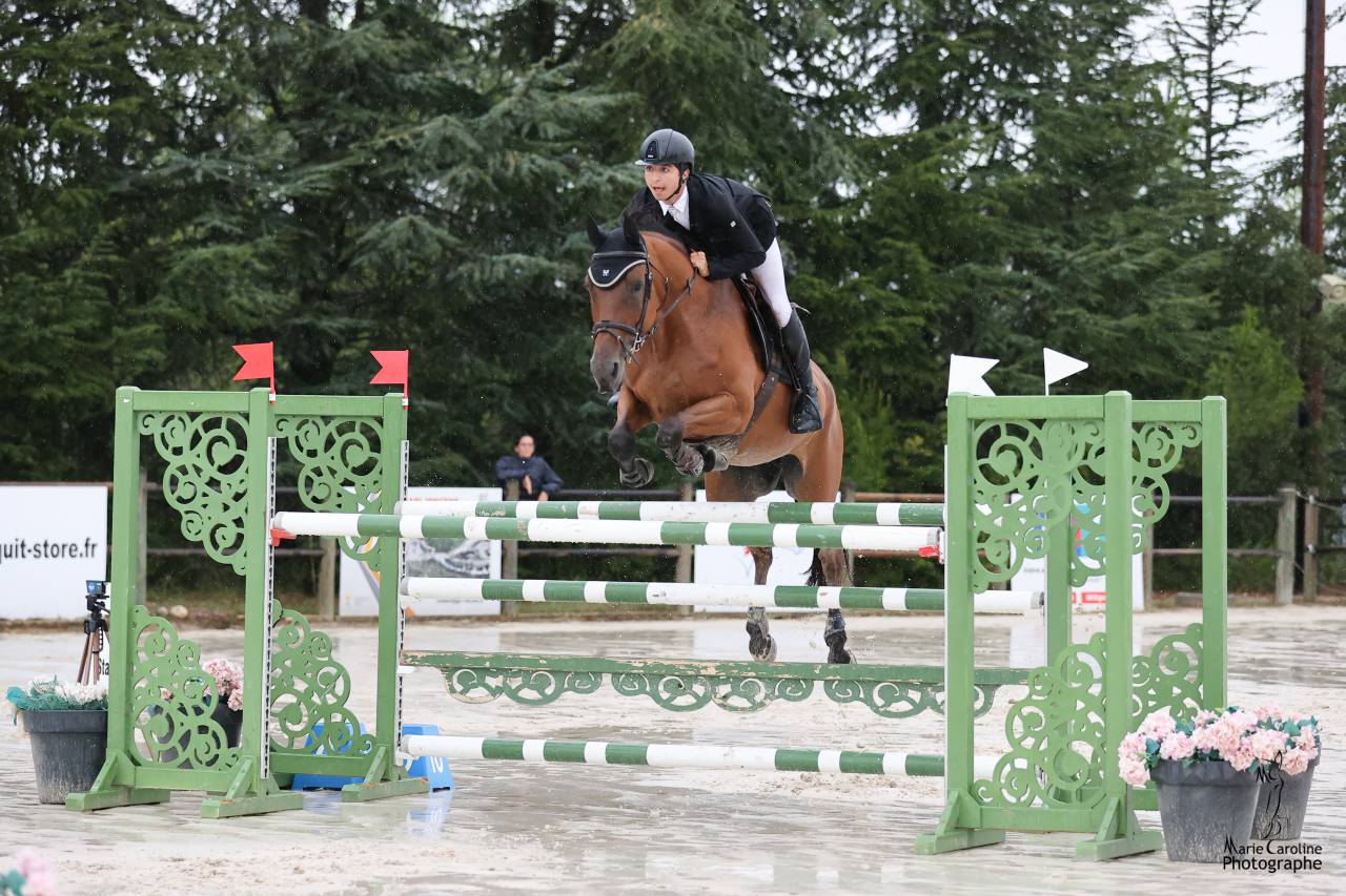 Yegua Silla Francés En venta 2012 Bayo por EPSOM GESMERAY