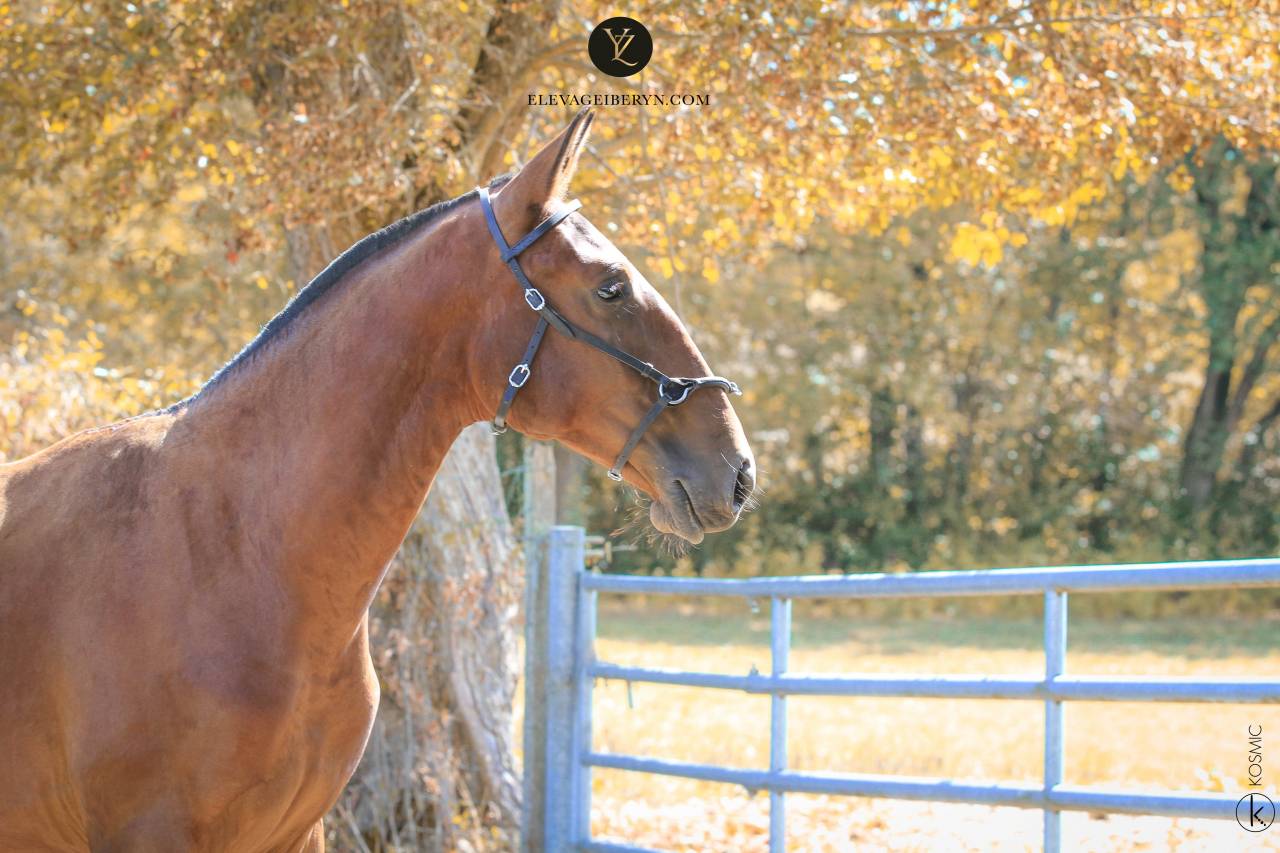 Caballo entero Lusitano En venta 2024 Bayo moreno por XEQUE MATE RT